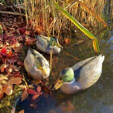 Mallard duck hunting for sale  BLANDFORD FORUM