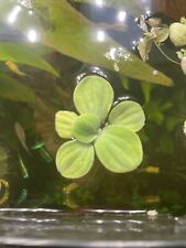 Wasserpflanzen aquarium set gebraucht kaufen  Eutin