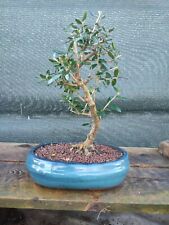 bonsai ulivo usato  Isernia