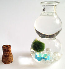 Baby marimo lucky for sale  MANCHESTER