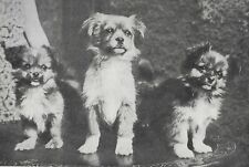 Tibetan spaniel puppies for sale  Tampa