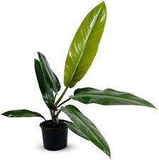 Philodendron bicolor leal for sale  Homestead