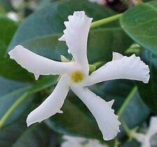 Confederate jasmine vine for sale  Homestead