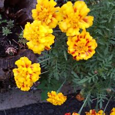 Studentenblume samen tagetes gebraucht kaufen  Tambach-Dietharz/Thür. Wald