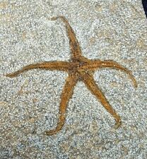 Brittle star fossil for sale  Jackson