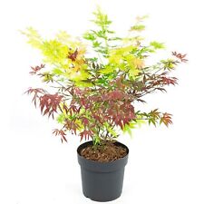 Acer tricolour japanese for sale  UK