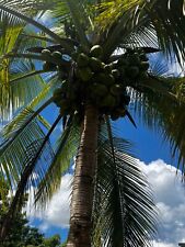 Coconut palm tree for sale  USA
