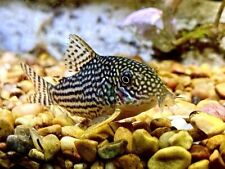 corydoras for sale  UK