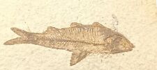 KNIGHTIA HERRING FOSSIL FISH WYOMING USA VISIBLE SKELETON EOCENE AGE for sale  Shipping to South Africa