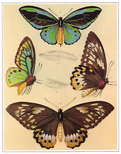 Bird Wing Butterflies by R.H.F. Rippon Vintage 1978 Print TAONH#145, used for sale  Shipping to South Africa