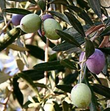 Olive tree oblonga for sale  Yucaipa