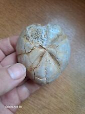 Nice fossil echinoid for sale  NOTTINGHAM