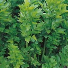 Lovage levisticum officinale for sale  UK