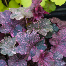 Used, 3 Midnight Rose Heuchera, in 3.5 inch pots, one plant per pot, Coral Bells for sale  Shipping to South Africa