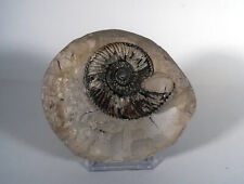 Ammonit untere kreide gebraucht kaufen  Gliesmarode,-Volkmarode