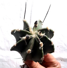 24. Astrophytum Capricorn var. nudum 6x7cm, grafted, stenocactus, cactus for sale  Shipping to South Africa