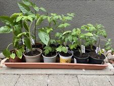 Tomaten 3 paprikapflanzen gebraucht kaufen  Großaitingen