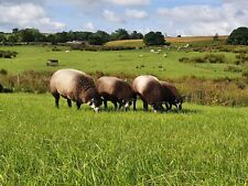 Blue texel raw for sale  SKIPTON