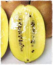 Pianta kiwi giallo usato  Montichiari