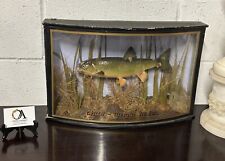 Vintage taxidermy chubb for sale  BEDFORD