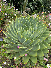 Aloe polyphylla. spiral for sale  TROWBRIDGE