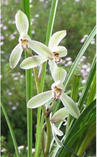 Cymbidium tortisepalum var. d'occasion  Paris XV