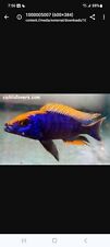African cichlid live for sale  Temecula