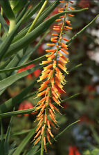 Aloe tenuior aloe usato  Napoli