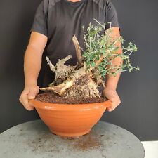 Pre bonsai olivastro usato  San Pancrazio Salentino