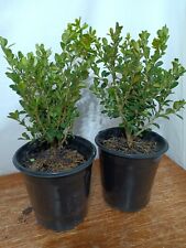Japanese boxwood pre for sale  Kent