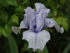 Schwertlilie iris acqua gebraucht kaufen  Markt Bibart
