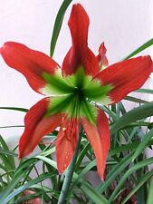 Hippeastrum cv.'Green & Saturn' 1 bulb / offset about 2 cm in diameter for sale  Shipping to South Africa