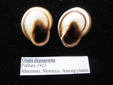 Otala depageana set of two 31-33 mm beautiful LAND SNAILS! PRIVATE COLLECTION for sale  Shipping to South Africa
