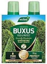 Westland horticulture buxus for sale  Ireland