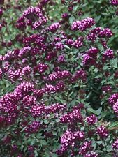 Más de 25 SEMILLAS DE FLORES DE ORÉGANO ORNAMENTALES segunda mano  Embacar hacia Argentina