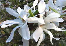 Anise magnolia salicifolia for sale  ST. ASAPH