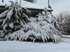 INVIERNO. Postal virtual foto de nieve de Canadá #078c de Helena Baru segunda mano  Embacar hacia Argentina