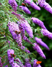 Buddleia plants purple for sale  WARRINGTON