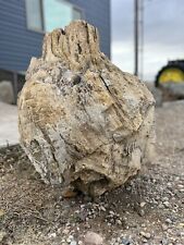 Large petrified wood for sale  Great Falls