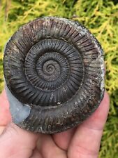 Large dactylioceras ammonite for sale  Shipping to Ireland