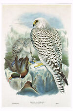Gyrfalcon greenland falcon for sale  DEREHAM