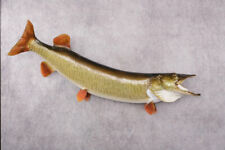 Muskie taxidermy mount for sale  Wrightstown
