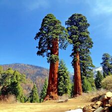 Giant sequoia sierra for sale  Lincolnton
