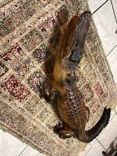 Alligator taxidermy vintage for sale  Key West