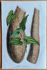 Van Houtte Flore de Serres Original Print Dioscorea batatas - 1850 for sale  Shipping to South Africa