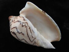 Sea shell Cymbiola nobilis 105.6mm ID#5630 for sale  Shipping to South Africa