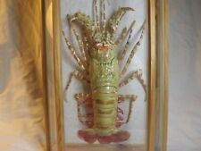 Spiny lobster taxidermy for sale  Salina
