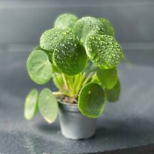 Pilea peperomioides parasol for sale  NORTHWICH