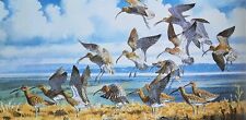 Curlews alighting sedge for sale  NELSON