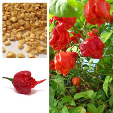 Sementes de Pimenta Carolina Reaper Super Quente, Semente Viável Genuína, Vendedor do Reino Unido comprar usado  Enviando para Brazil